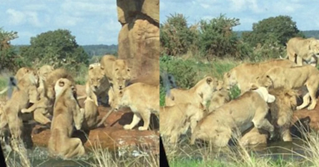 9 λιονταρίνες επιτέθηκαν στον αρχηγό της αγέλης τους για να τον σκοτώσουν (βίντεο)